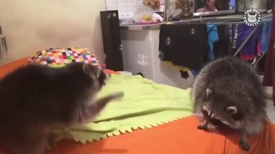 Самые забавные видео с животными за 2017 год