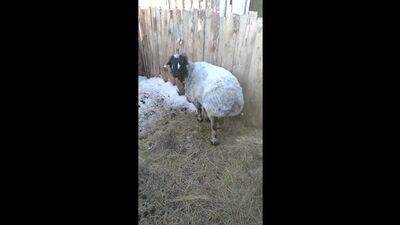 Video by Подслушано. Акбулак
