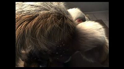 Yiff h0rs3